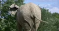 Elephant with wagging tail. HD Footage