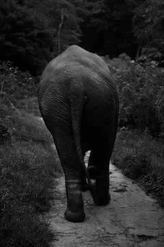 Elephant walk 3  Stock Photos