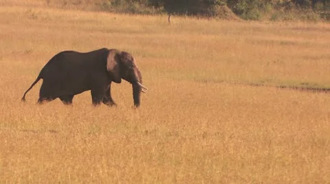 Elephant walk fast Stock Footage 22323097
