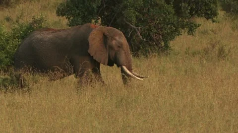 Elephant walk Stock Footage 22322513