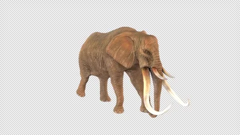 Elephant walk idle Stock Footage 324895970