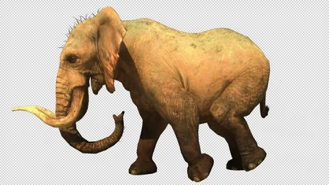 Elephant walk loop animation Video stock 241391103