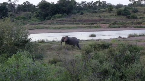 ELEPHANT Walk next to Crocodile river Stock Footage 76486783