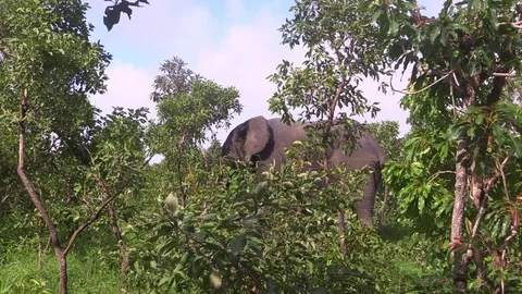 Elephant on walk safari Stock Footage 81532163