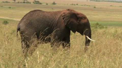 Elephant walking 2 Stock Footage 33696207