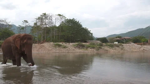 Elephant walking across river Stock Footage 260590966