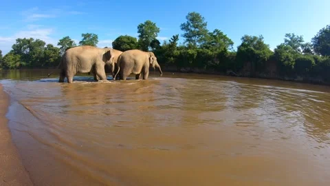 Elephant walking across River in group of Three  Stock Footage 289780917
