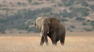 Elephant Walking In The African Savanna (Borana Conservancy) Stock Footage