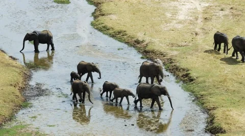 Elephant walking along riverbed 01 Stock Footage 60381708
