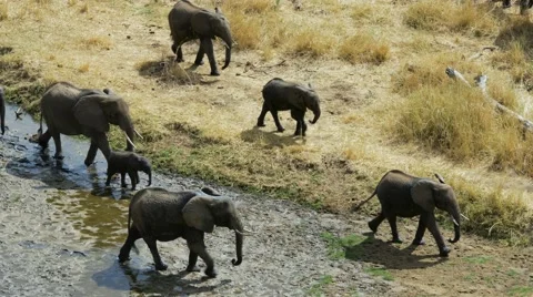 Elephant walking along riverbed 02 Stock Footage 60377591