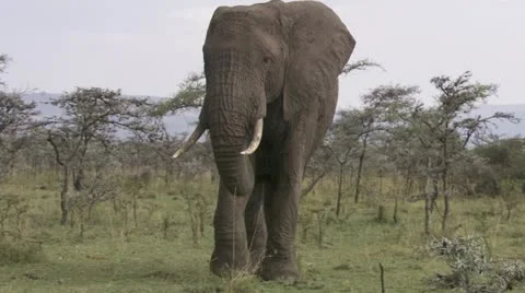 Elephant walking and eating Stock Footage