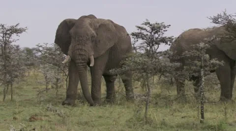 Elephant walking and eating Stock Footage 12658569