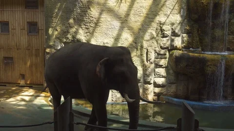 Elephant Walking and Eating Grass and Leaves Stock Footage 112055652