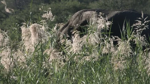 Elephant walking and flapping it's ears. Stock Footage 77418278