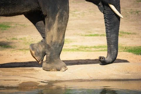 Elephant walking around Foto stock