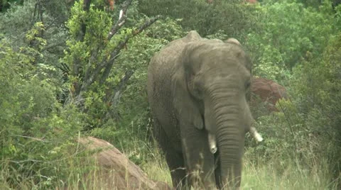 Elephant walking arround - HD Видео 22343602