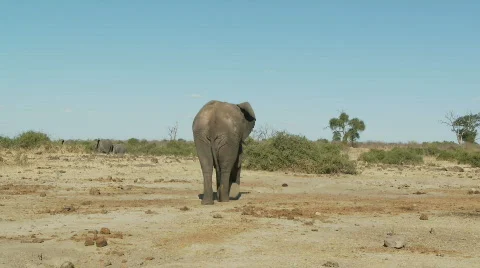 Elephant walking away 库存影片 349020