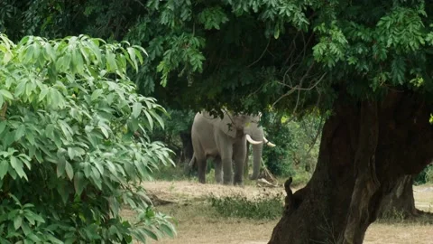 Elephant Walking behind the trees Vídeos de archivo 236920527