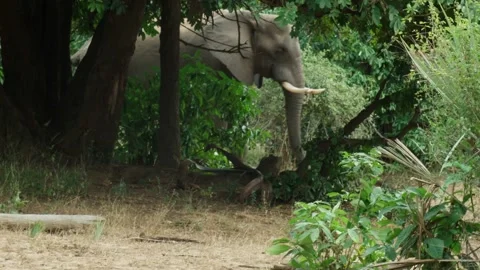 Elephant Walking behind trees Vídeos de archivo 236920569