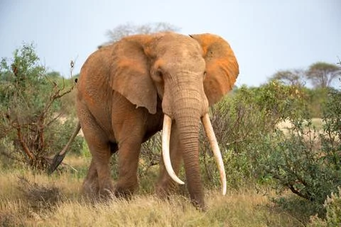 An elephant is walking between the bush Stock Photos