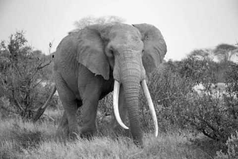 An elephant is walking between the bush Stock Photos