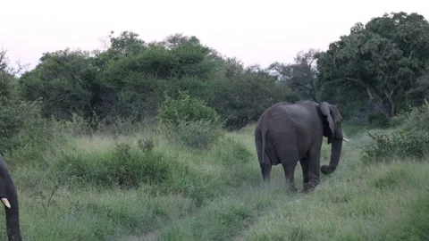 Elephant walking in the brush Stock Footage 334572139
