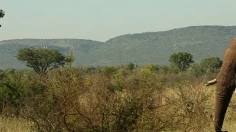 Elephant walking in bush Stock Footage 21948335