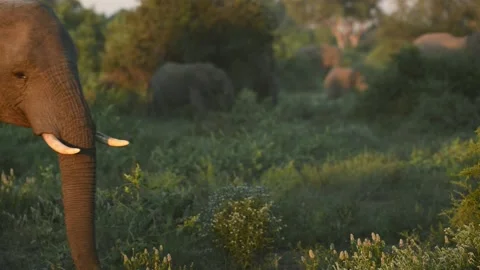 Elephant walking in Bushveld Stock Footage 134598800