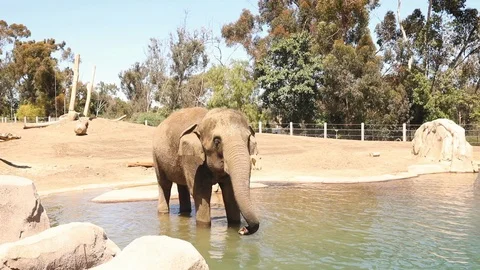 Elephant walking to camera and playing in pond Stock Footage 89461235