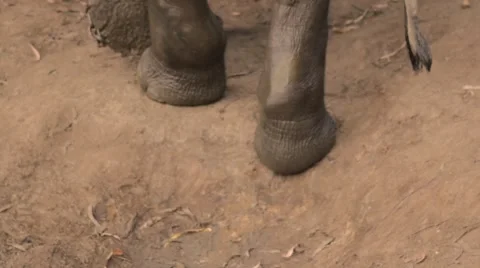 Elephant walking in chains in slow motion Stock Footage 60765711