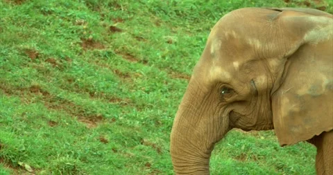 Elephant walking closeup Stock Footage 280490599