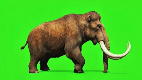Elephant walking continuously of the middle point in pure clean green screen 動画素材 318390901