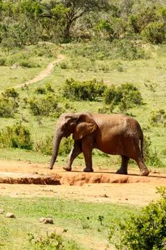 Elephant walking to the dam Stock Photos