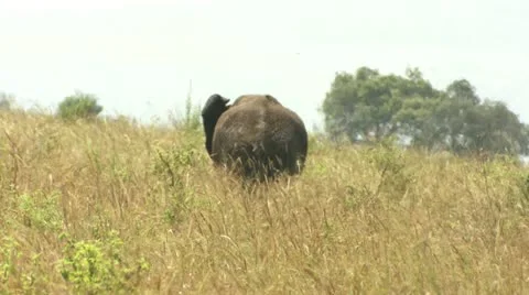 Elephant walking in the distance Stock Footage