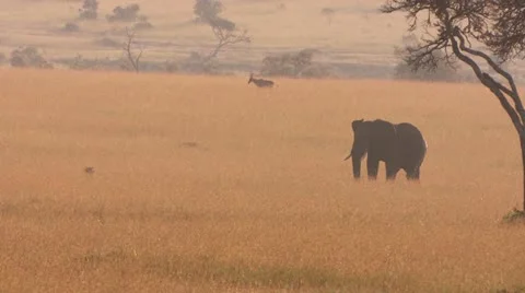 Elephant walking in the distance Stock Footage 22323182