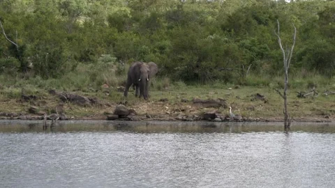An elephant walking down to drink from a flowing river. Stock Footage 231555699
