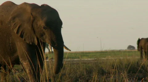 Elephant walking down to the river 库存影片 485990