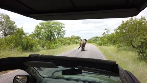 Elephant Walking Down the Road Stock Footage 150411645