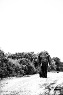 Elephant walking down the road Stock Photos