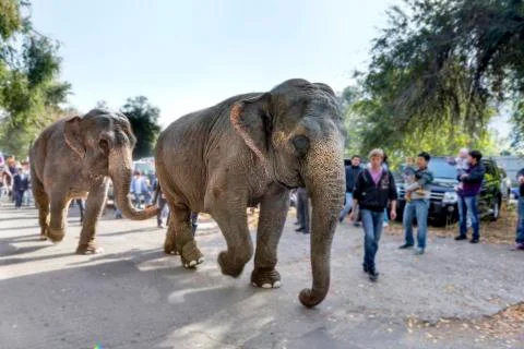 Elephant walking down  street Stock Photos