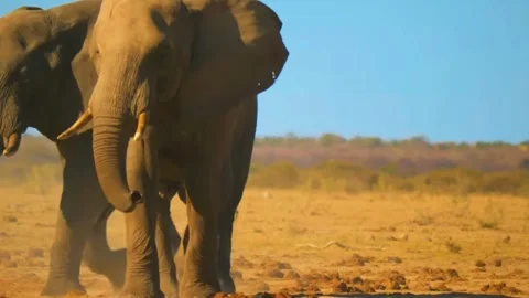  Elephant Walking in Dry Land Stock Footage 323140682