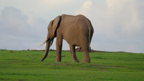 Elephant Walking During Sunset Stock Footage 305124527
