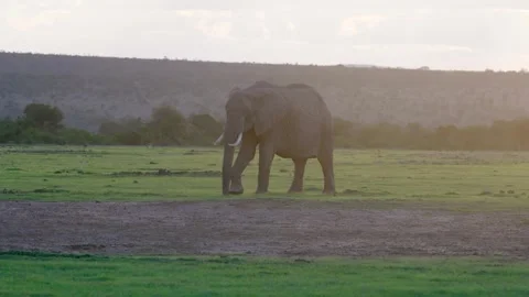 Elephant Walking During Sunset Stock Footage 305124531