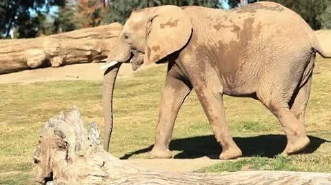 Elephant Walking in Enclosure Stock Footage 10715402