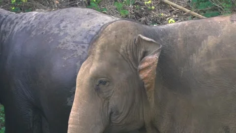 Elephant walking by flapping his years  Stock Footage 289880951