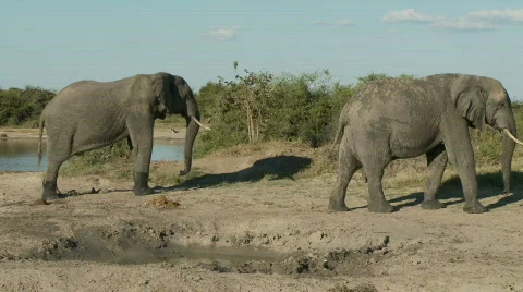 Elephant walking 库存影片 482247