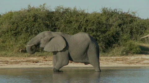 Elephant walking Stock Footage