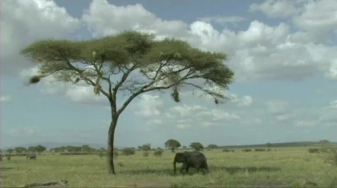 Elephant walking Stock Footage 607580