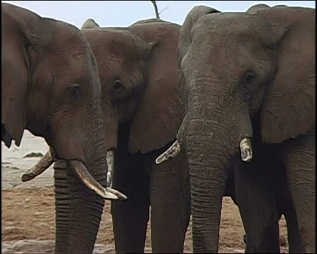 Elephant walking  库存影片 724976