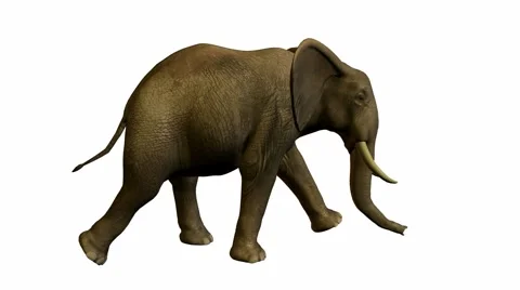 Elephant walking Stock Footage 941941